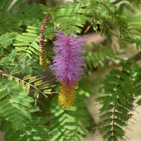 Shami Plant Of Rajasthan(Prosopis Cineraria ) Plant - Nestreeo.com