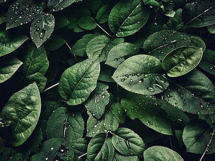 3840x1080px | free download | HD wallpaper: Close-Up Photo of Wet ...