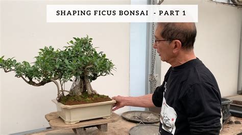 How To Shape Ficus Bonsai - Pos OSO