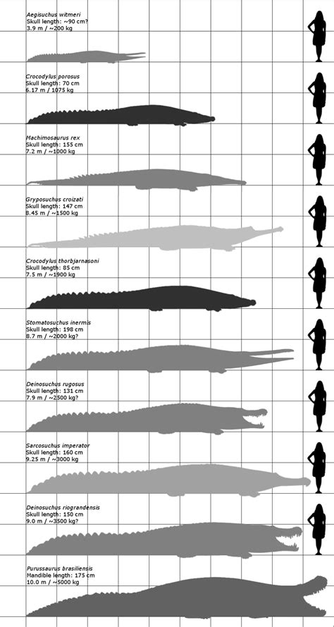 Purussaurus brasiliensis - Carnivora