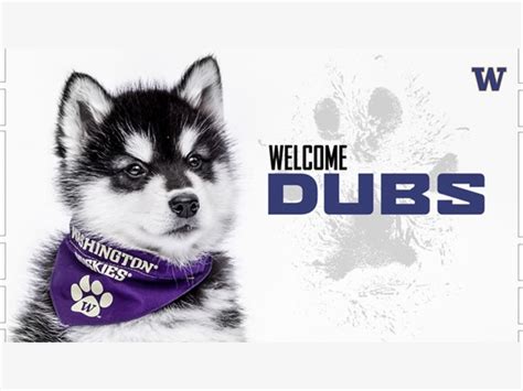 Say Hello To Dubs II, UW's New Mascot | Seattle, WA Patch