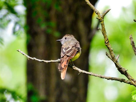 Flycatcher Bird Pictures | Pictures of Flycatcher Birds for Sale Bird ...