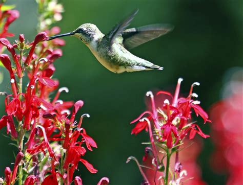 Top 10 Hummingbird Plants That Grow in Shade - Birds and Blooms