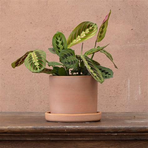 Buy prayer plant Maranta leuconeura var. 'leuconeura Fascinator'