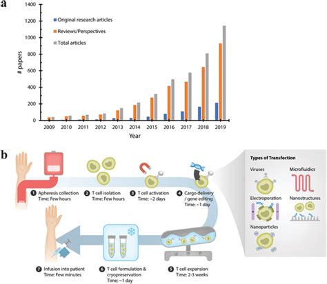 CAR‐T cell manufacturing and transfection. a) The number of... | Download Scientific Diagram