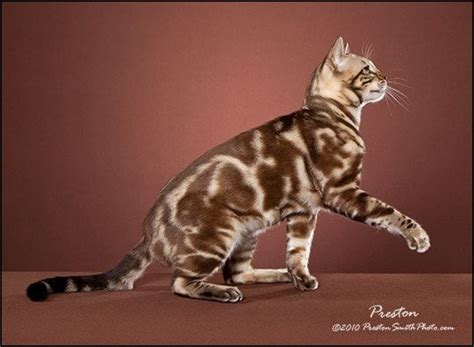 Silver Marbled Tabby Cat | Seal Mink (Snow) Marbled Tabby Bengal Stud Cat | Bengal cat breeders ...