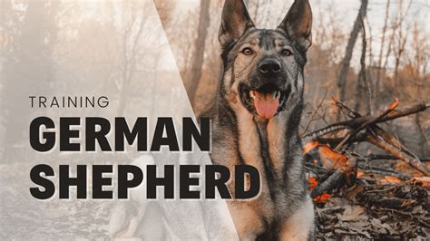 How To Train Your German Shepherd Dog - From A Professional Trainer ...