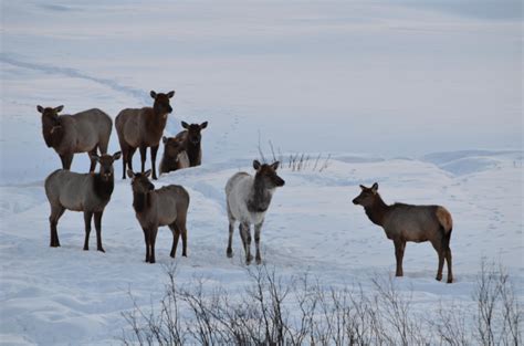 Spotted a rare (1:100,000) piebald elk yesterday. : r/Hunting