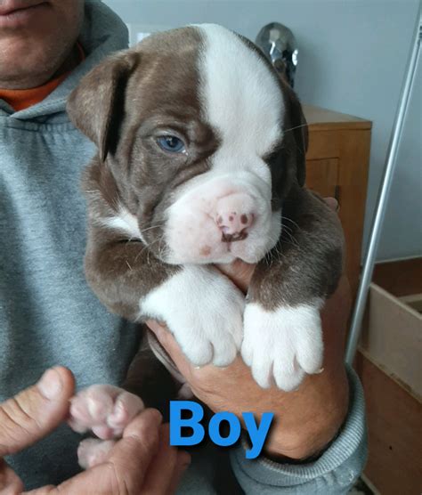 Old tyme bulldog puppies | in Blackwood, Caerphilly | Gumtree