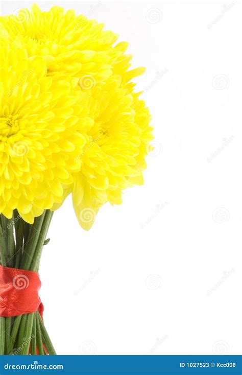 Yellow dahlias stock image. Image of flowery, blossom - 1027523