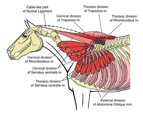 Horse Withers - Understanding Function, Soreness & Treatment