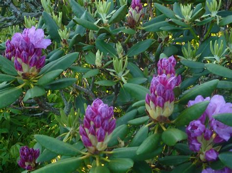 American voyages: Rhododendrons: Catawba Rhododendron (Rhododenron ...