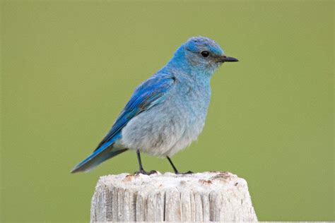 Nevada State Bird: Mountain Bluebird