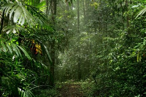 Agumbe Rainforest | Rahul Alvares