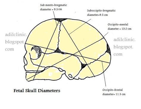 Fetal Skull Diameters, Diameter Of Skull Of Fetus at Time Of Delivery, | MedicoTips.Com