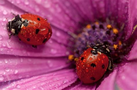 Ladybug Wallpapers, Pictures, Images