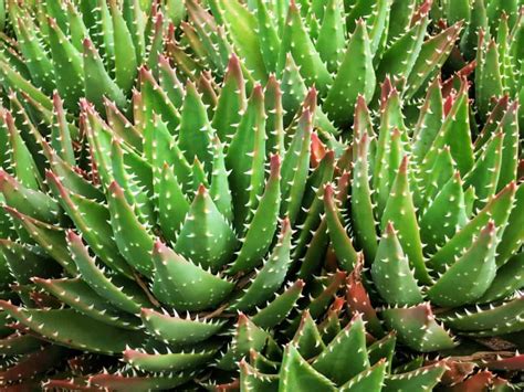 62 Different Types of Aloe Vera (with Photos) | Aloe vera plant, Colorful succulents, Types of ...