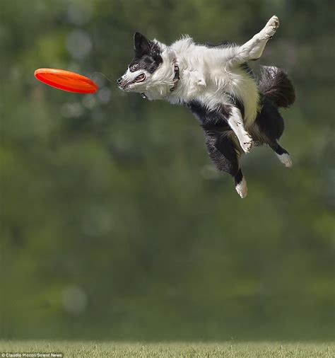 Photos of border collies up to six feet off the ground as they catch ...