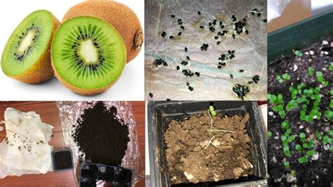 How to Grow Kiwi From Seed | Grow indoor - YouTube