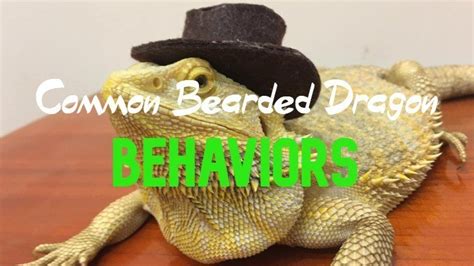 15 Common Bearded Dragon Behaviors and Body Languages