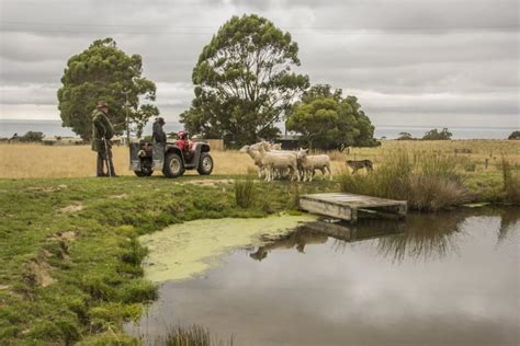 Pastoral Farming – Lansdowne Farm