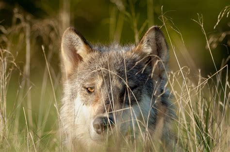 Save BC Wolves - Pacific Wild