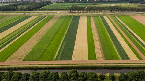 Strip Cropping System :- What is the Strip Cropping System?