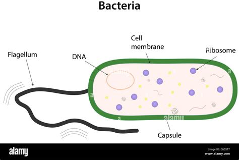 Bacteria Labeled Diagram Stock Vector Art & Illustration, Vector Image: 78697031 - Alamy