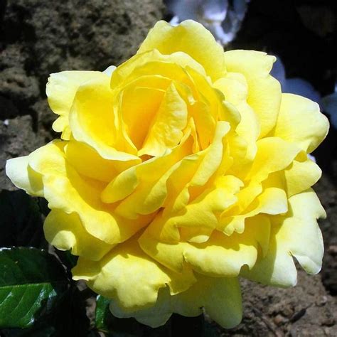 Hybrid Tea Rose Care Guide | How to Care for Hybrid Tea Roses