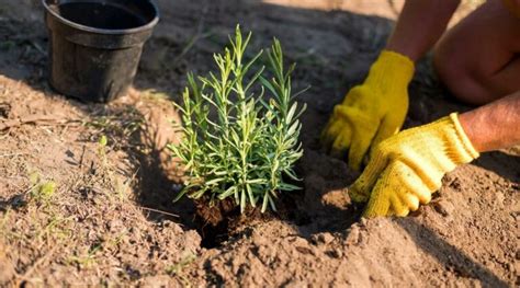 How to Grow Lavender From Seed in 7 Simple Steps