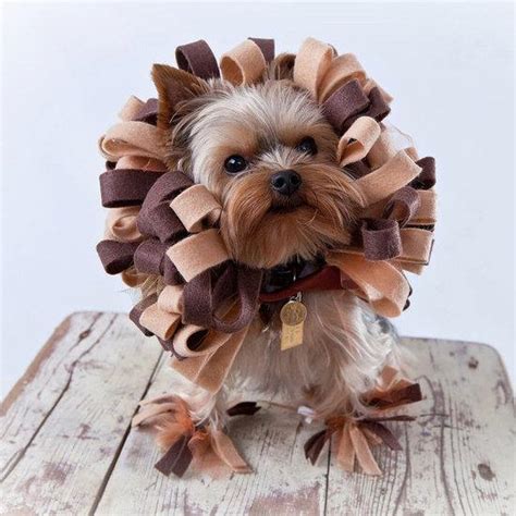 Cute & Funny Pet Costumes 2 (24 pics) - 1Funny.com