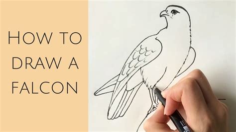 How To Draw A Falcon For Kids Students that want to take things one step further can add a bit ...