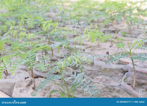 Peltophorum Pterocarpum Flower Tree Plant on Farm Stock Image - Image ...