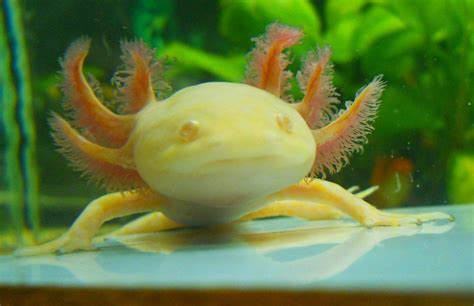 Verschillende soorten Axolotl's en Salamanders bij AquaClaire www.aquaclaire.be | Axolotl ...