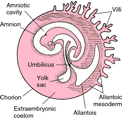 Amnion; Amniotic Membrane