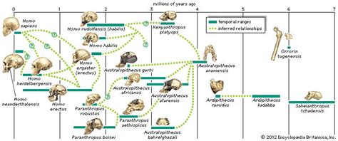 human evolution | Britannica.com