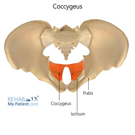 Coccygeus | Rehab My Patient