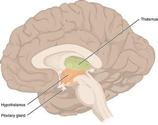 Ventromedial Hypothalamus: Definition & Function - Video & Lesson Transcript | Study.com