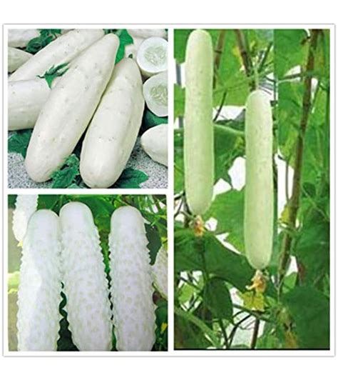 Buy White cucumber seeds 20 pcs Online | Othoba.com