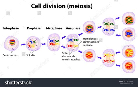 Cell Reproduction Meiosis