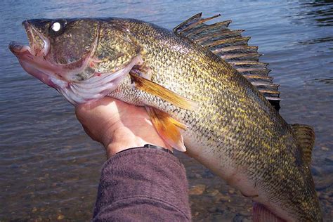 Delaware River Spotlight: Top Tips For November Walleye - The Fisherman