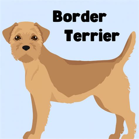 Border Terrier Poodle Mix: Ultimate Breed Guide