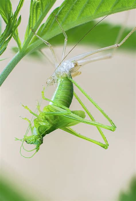 Grasshopper Metamorphosis Photograph by Alex Gordon - Fine Art America