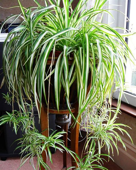 15 Easy to Grow Houseplants For Beginners - Quiet Corner