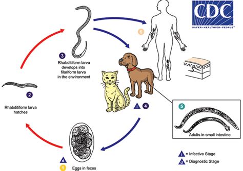 Hookworm infection, symptoms, diagnosis & hookworm treatment in humans