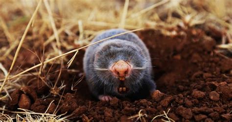 How to Control Moles and Gophers – Improvehome101