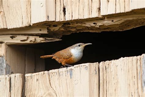 Meet 6 Types of Wrens You Should Know - Birds and Blooms