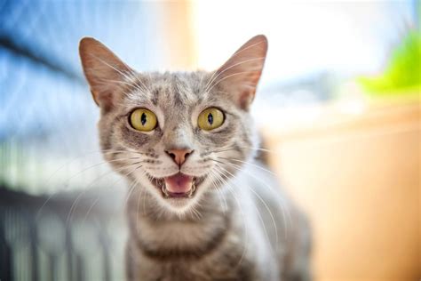 Cat Trilling: Why They Do It and What It Means | Great Pet Care