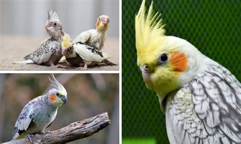 How to Get a Pearl Cockatiel: Breeding Guide for Beginners