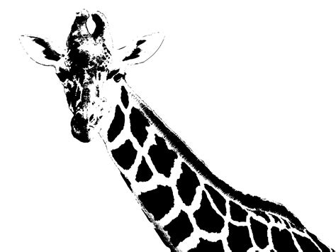 Giraffe Illustration Clip Art Free Stock Photo - Public Domain Pictures